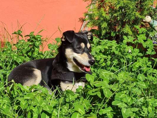 Die Dogorama Monats Challenge "Es grünt und blüht"-Beitrag-Bild