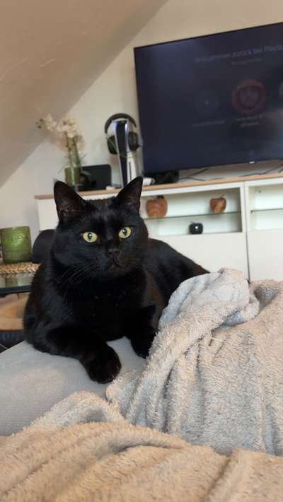 Hundetreffen-Katzen Betreuung-Bild