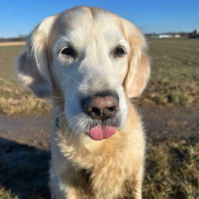 Hundetreffen-Gemeinsame Gassirunden