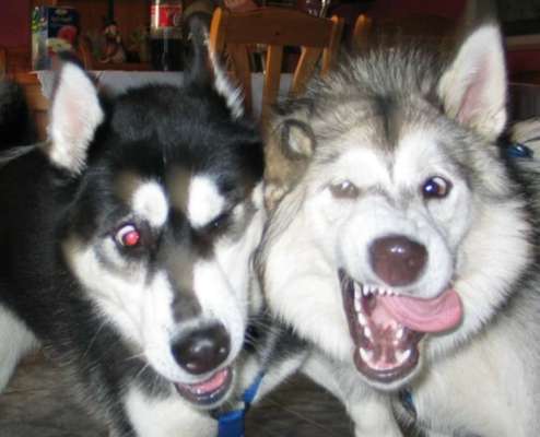 Hunde Memes-Beitrag-Bild