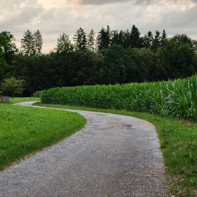 Hundeauslaufgebiet-Rehwald-Bild