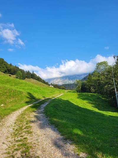 Hundeauslaufgebiet-Lillyweg-Bild