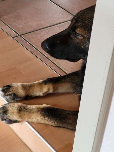 Foto-Challenge: Der schmollende Hund-Beitrag-Bild