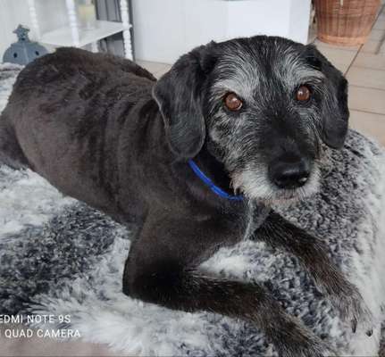 Zeichnungen eurer Hunde-Beitrag-Bild