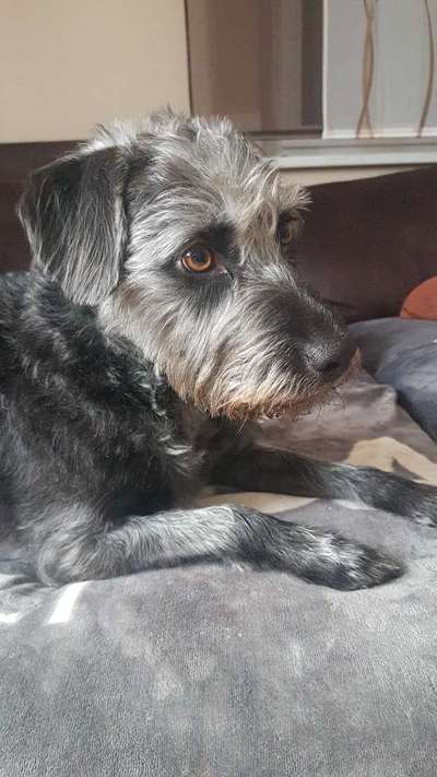 Zeichnungen eurer Hunde-Beitrag-Bild