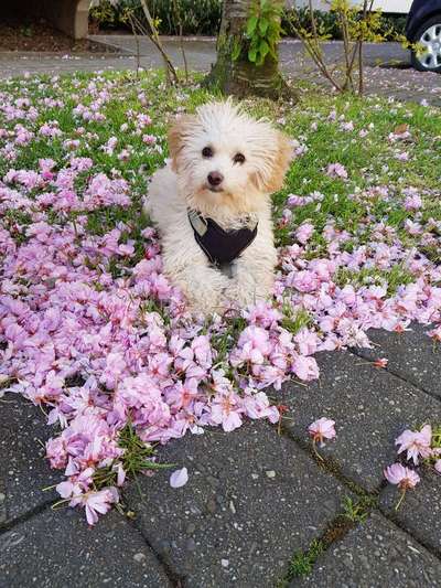 Die Dogorama Monats Challenge "Es grünt und blüht"-Beitrag-Bild