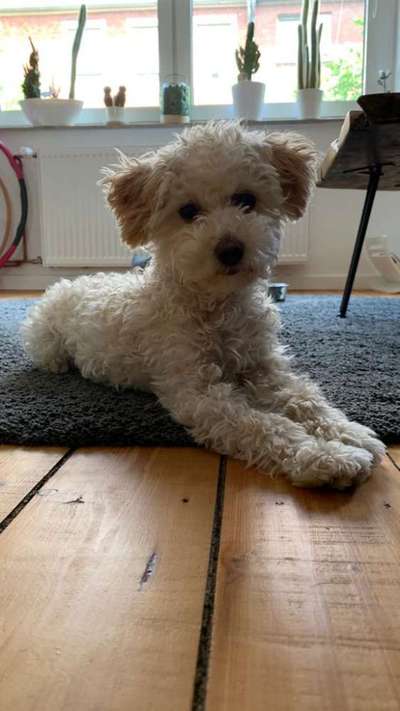 Malteser-Beitrag-Bild