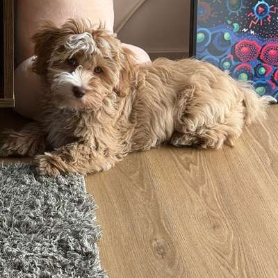 Hundetreffen-Puppies playdate-Bild