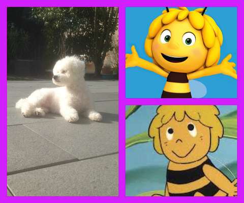 Wie heißt dein Hund?-Beitrag-Bild