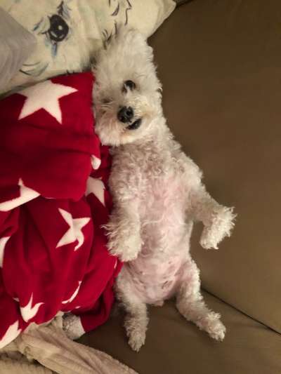 Wie kamst du zu deinem Hund?-Beitrag-Bild