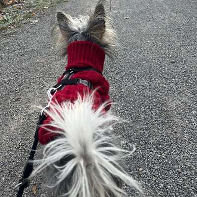 Hundetreffen-Hundekontakte-Bild