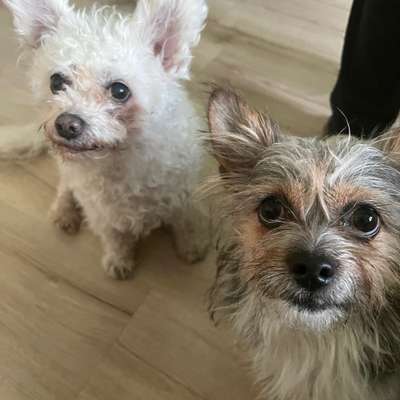 Hundetreffen-Spielrunde-Bild