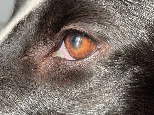 Schleim in den Augen/ Augenausfluss aus dem unteren Tränenpünktchen-Beitrag-Bild