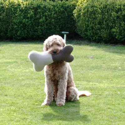 Hundetreffen-Spielfreundin gesucht-Bild