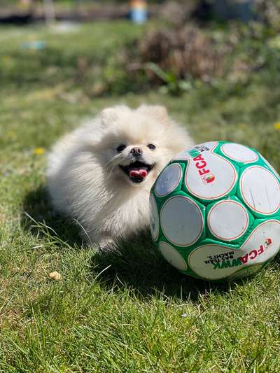 Hundetreffen-Social Walk-Bild