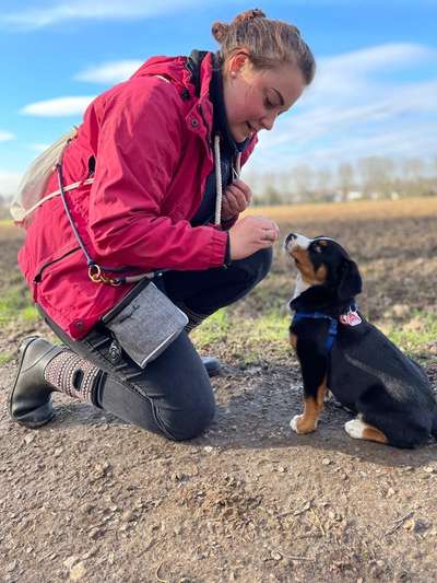 Hundeschulen-Dog Trainer Mobil Ohms-Bild