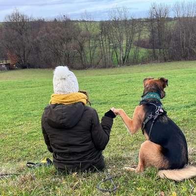 Hundetreffen-Gassi Freunde gesucht :)-Bild