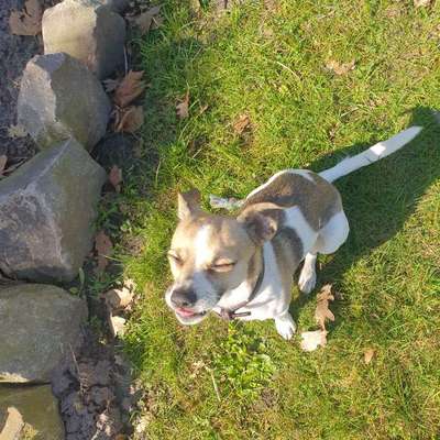 Hundetreffen-Gassirunde / Hundetreff-Bild