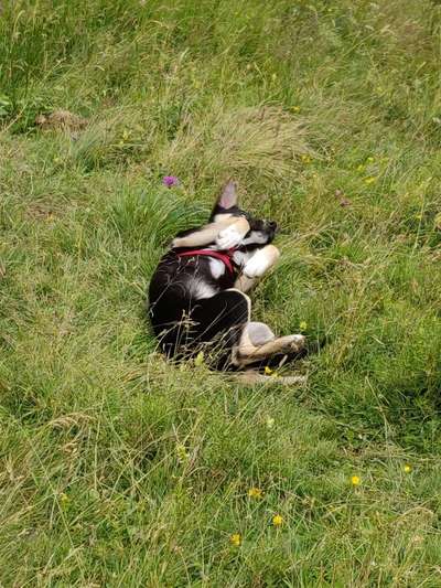 Die Dogorama Wochen Challenge-Beitrag-Bild