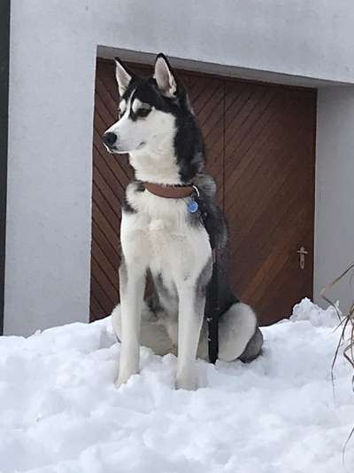 Husky-Beitrag-Bild