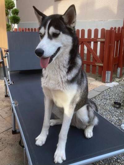 Nordische Hunde-Beitrag-Bild