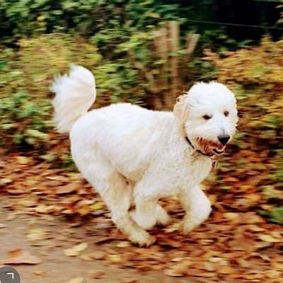 Hundetreffen-Spiel und Gassi Runden