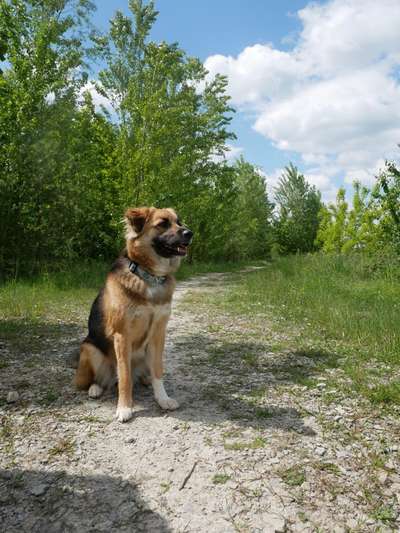 Die Dogorama Monats Challenge "Es grünt und blüht"-Beitrag-Bild