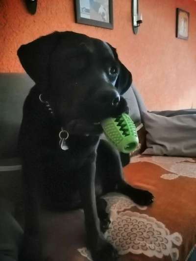 Hundetreffen-Suche neue Spielfreunde zum Gassi gehen-Bild