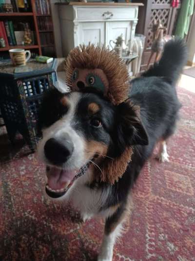 Dogorama Photo Challenge - Einmal lächeln bitte-Beitrag-Bild