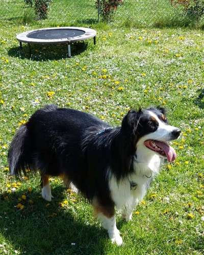 Aussies-Beitrag-Bild