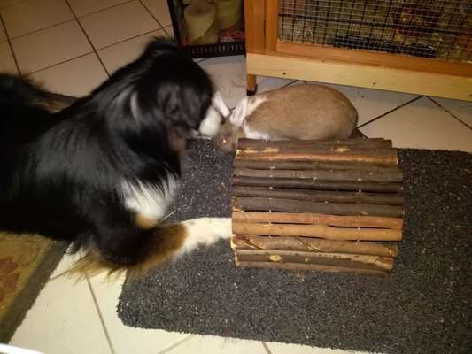 Katz und Hund-Beitrag-Bild