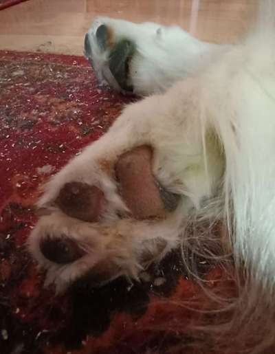 Zeigt her eure Pfoten!-Beitrag-Bild