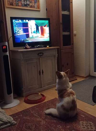 Top Dog-der Live Ticker Thread-Beitrag-Bild