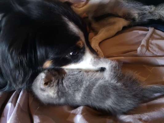 Dogorama Photo Challenge - Gegensätze-Beitrag-Bild