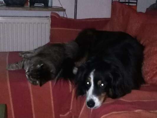 Katz und Hund-Beitrag-Bild