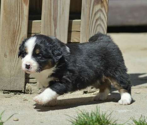 Welpen Bilder !-Beitrag-Bild