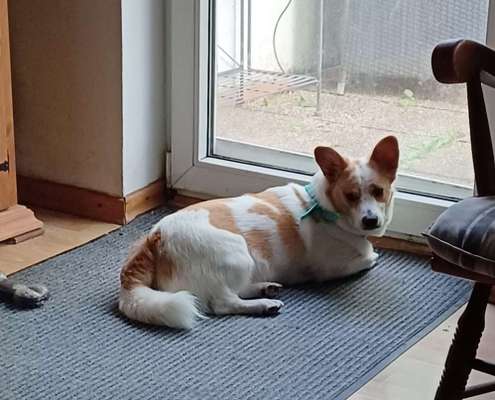 Unsere Fellnasen-Vielfalt im Überblick!-Beitrag-Bild