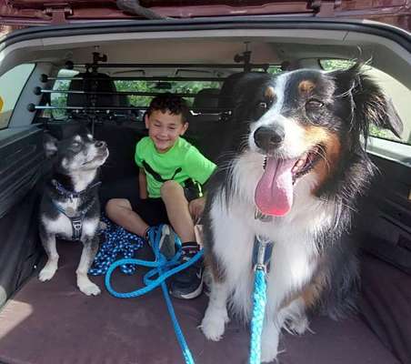 Foto Challenge Thema "Hunde im Auto"-Beitrag-Bild