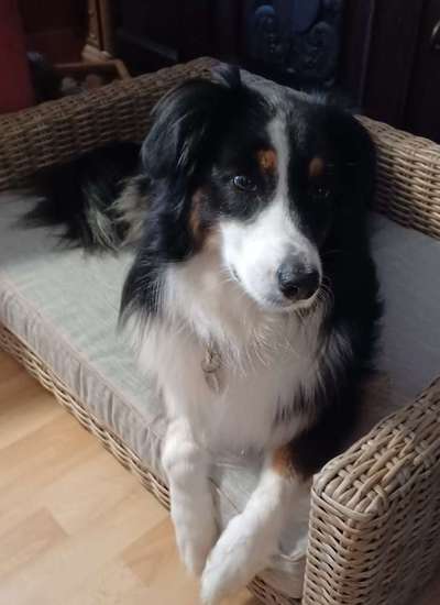 Reinrassige Hunde?-Beitrag-Bild