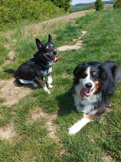 Bester Freund, Hundekumpel - zeigt her!-Beitrag-Bild