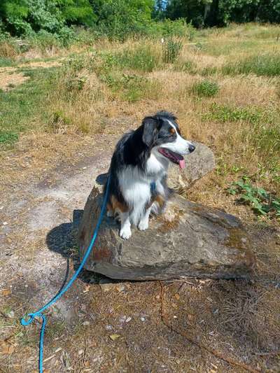 Dogorama Photo Challenge - Gassipause-Beitrag-Bild