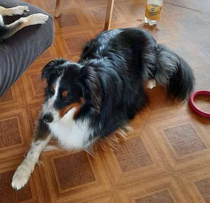 Welpenfotos-Beitrag-Bild