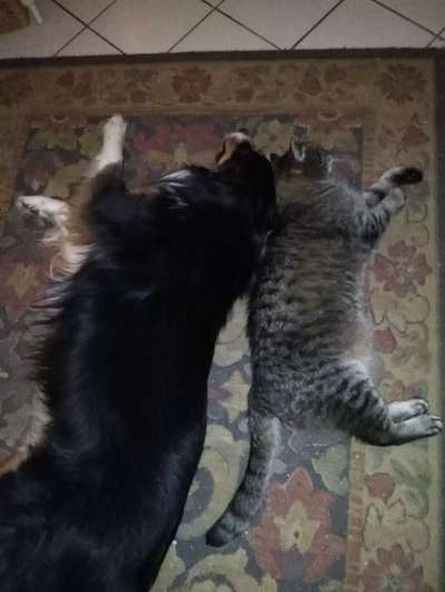 Katz und Hund-Beitrag-Bild