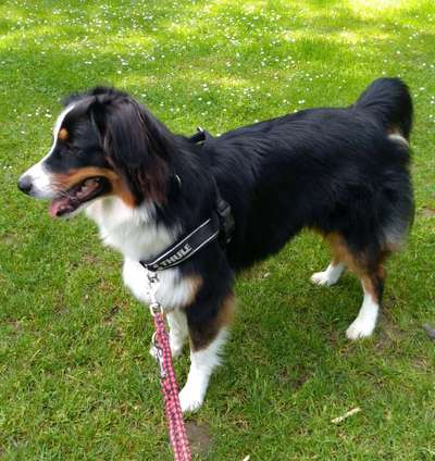 Australian Shepherd Freunde/innen-Beitrag-Bild