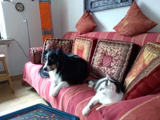 Katz und Hund-Beitrag-Bild