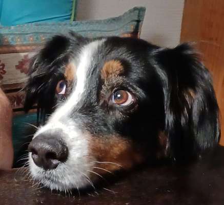 Dogorama Photo Challenge - Hundeblick zum hinschmelzen-Beitrag-Bild