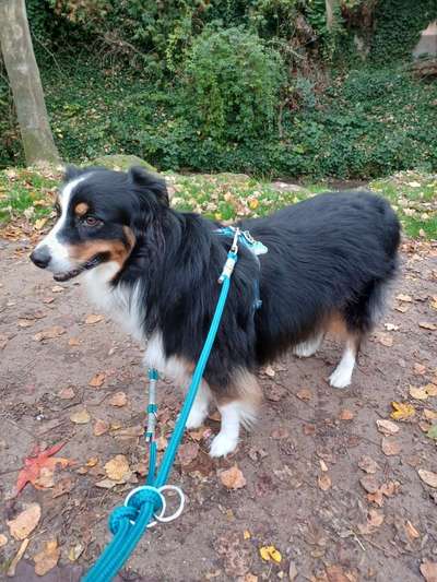 Aussies-Beitrag-Bild