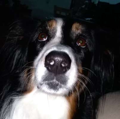 Zeigt mir die tollste Nahaufnahme von eurer Fellnase-Beitrag-Bild