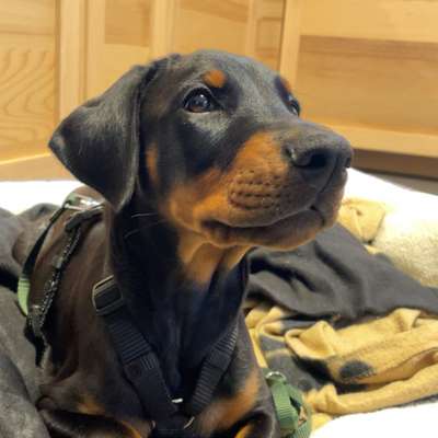 Hundetreffen-Welpentreffen in Schönefeld und Umgebung-Bild
