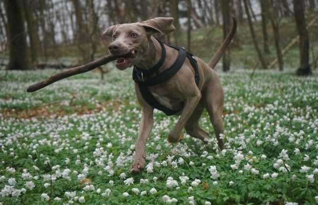 Hundetreffen-Gassi- und Spielrunde-Bild